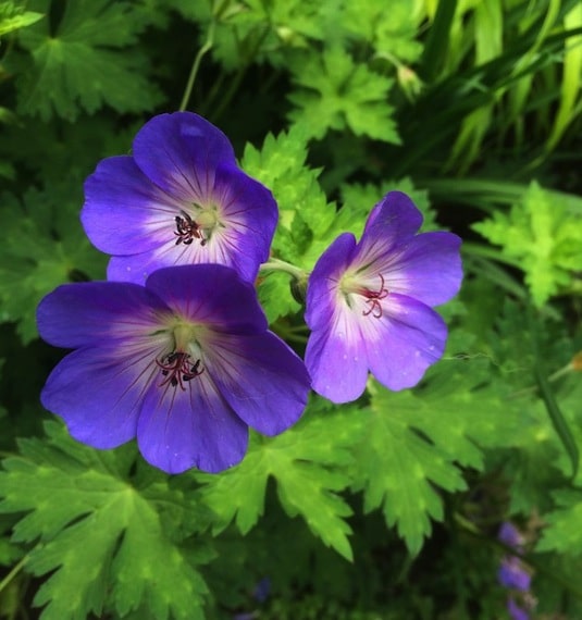 Geranium 'Rozanne' Hardy Geranium Blueflowered Cranesbill