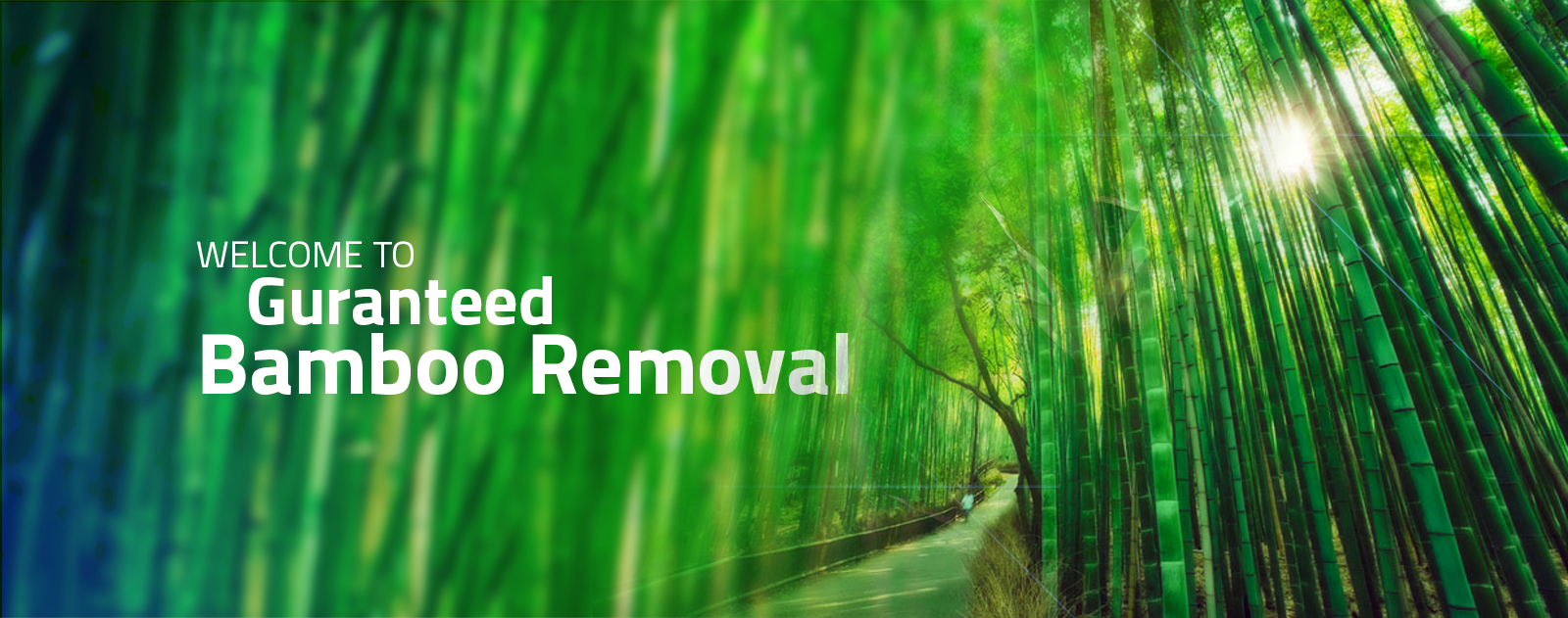 Best Bamboo Removal and Bamboo Control Services