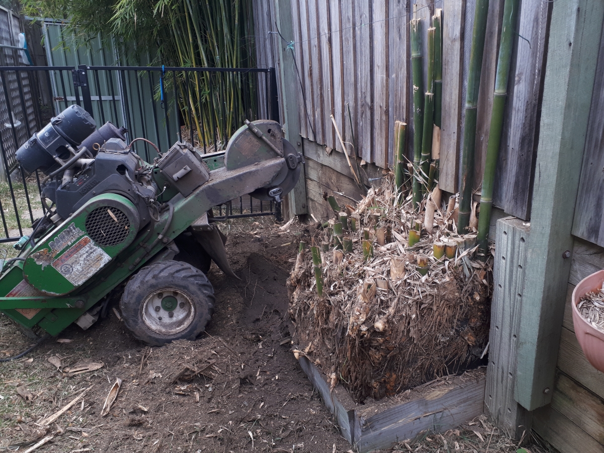 Bamboo Removal Oxenford All Access Stump Grinding