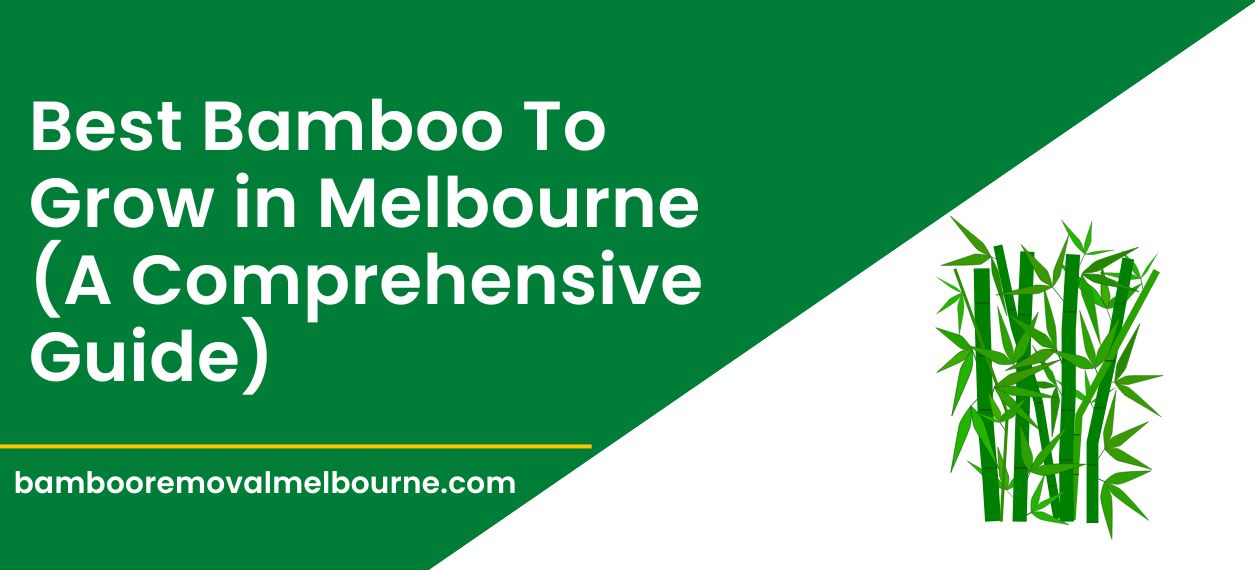 Best Bamboo Plants to Grow in Melbourne [The Only Guide]
