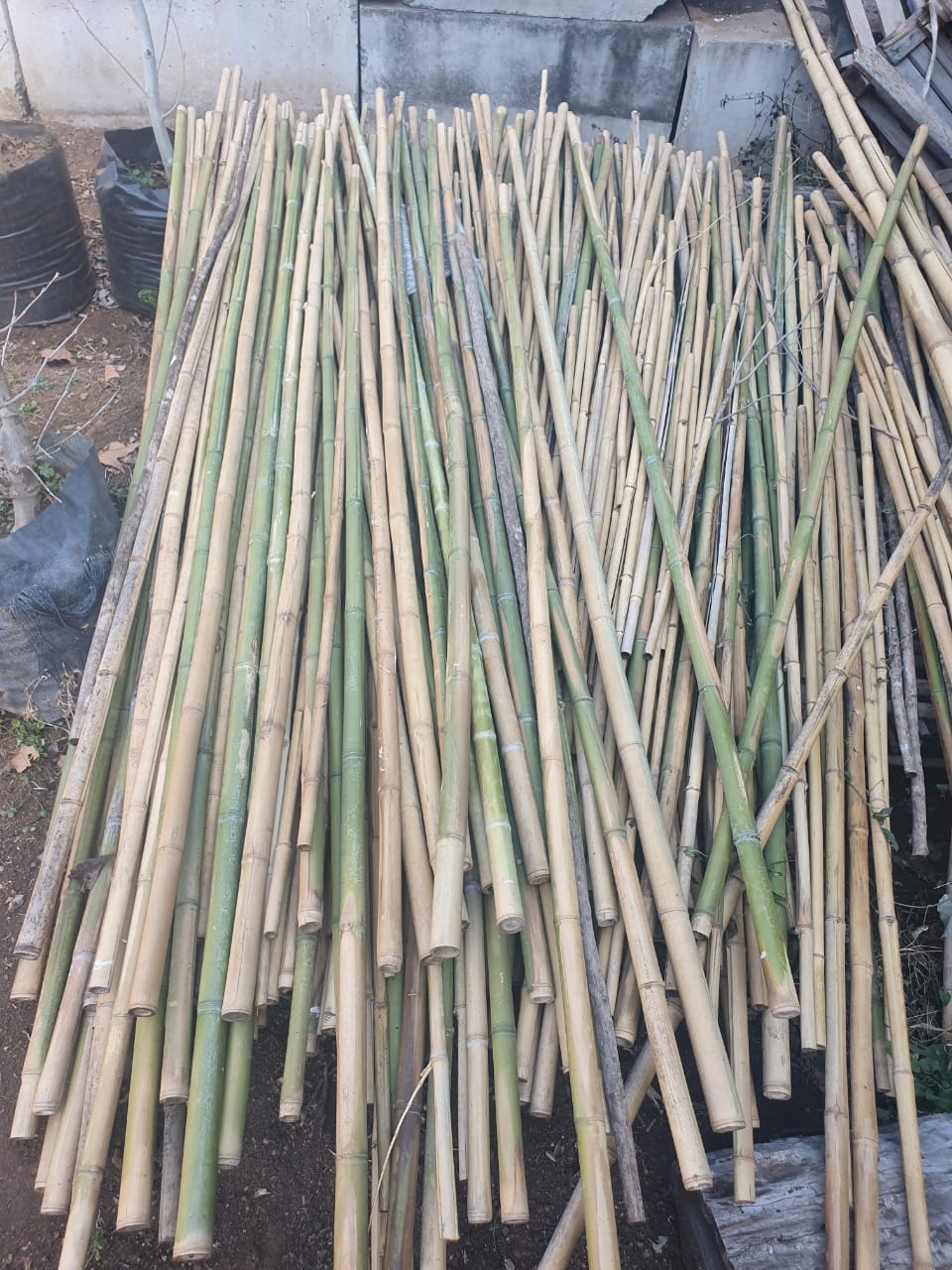 bamboopoles23cm BambooSA