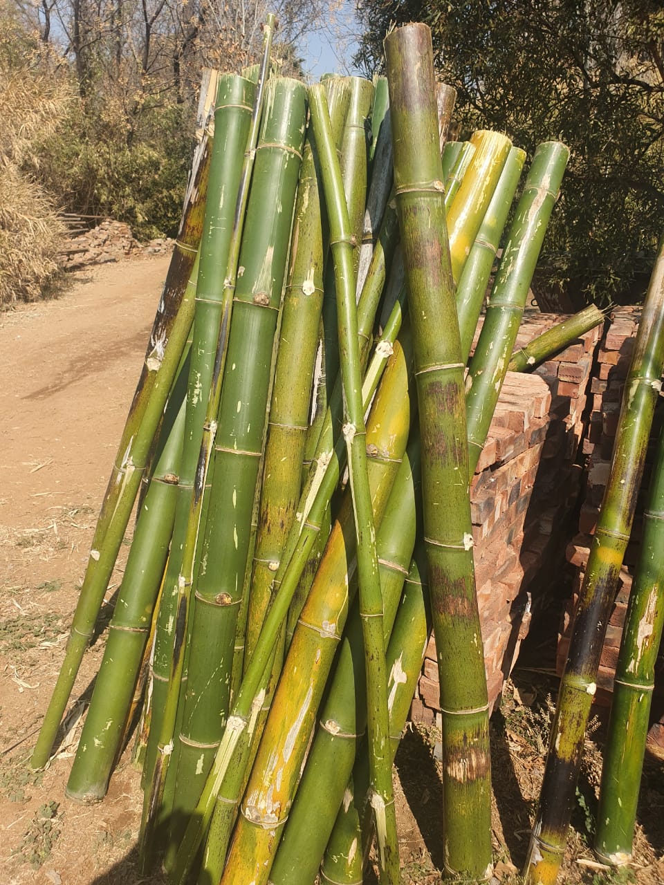 bamboopoles69cm BambooSA