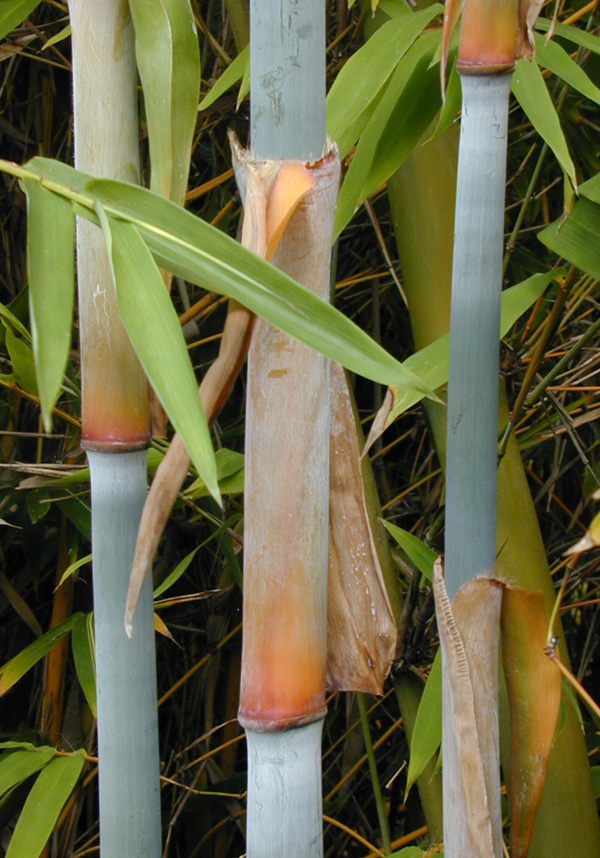 Choosing Your Bamboo Bamboo Sourcery Nursery & Gardens