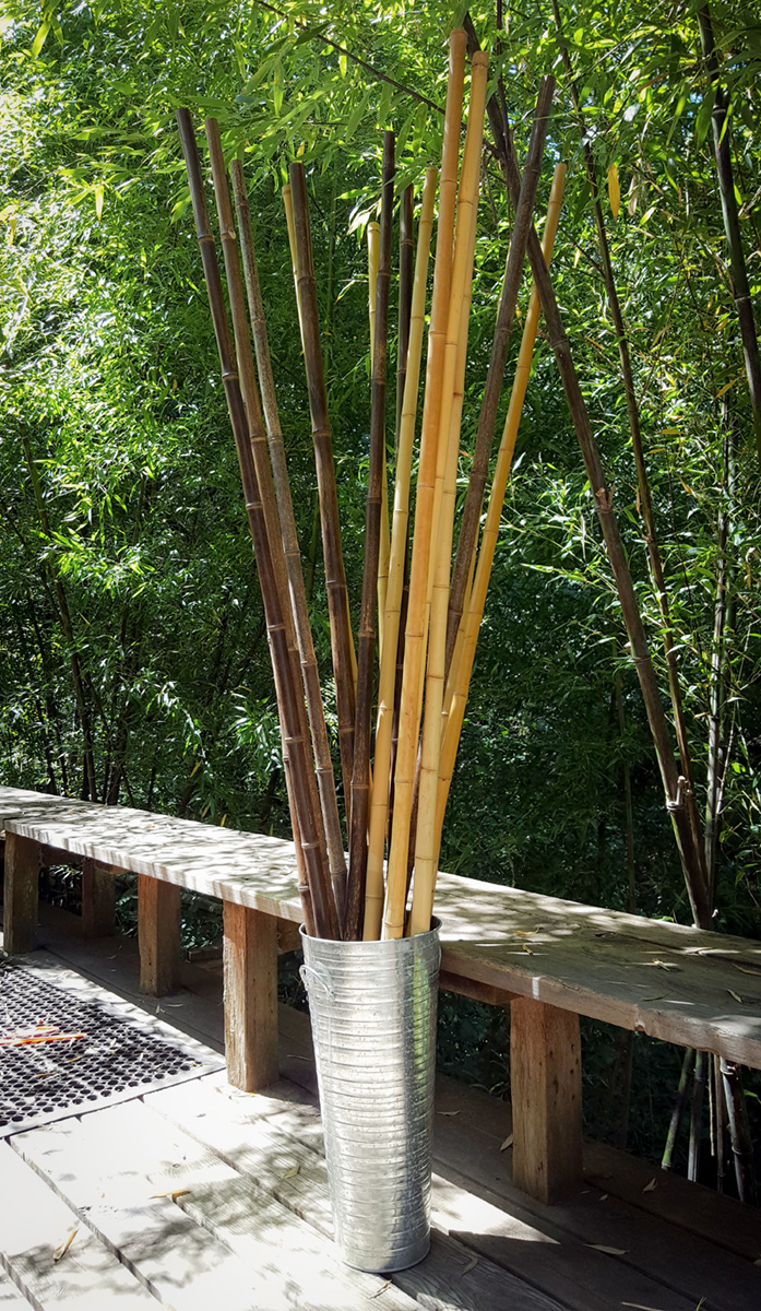 Bamboo Canes & Poles Bamboo Sourcery Nursery & Gardens