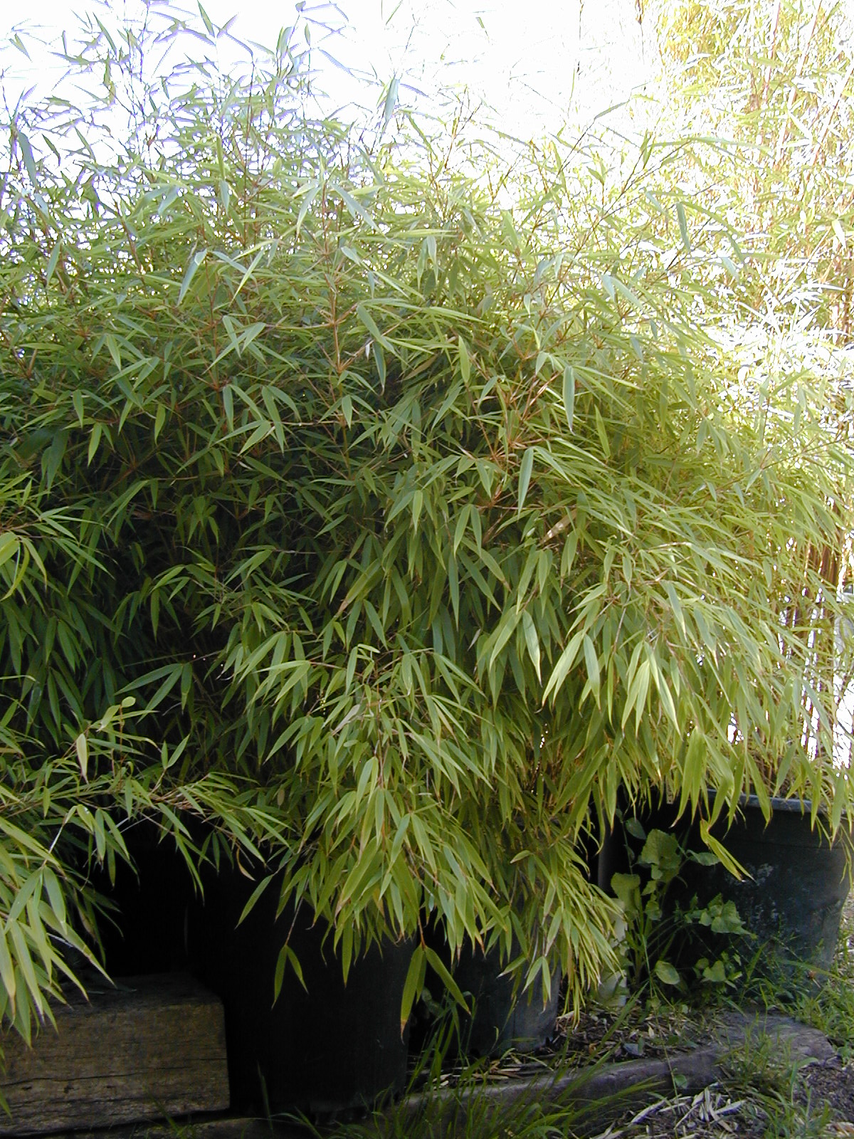 Fargesia dracocephala 'Rufa' FADR Bamboo Sourcery Nursery & Gardens