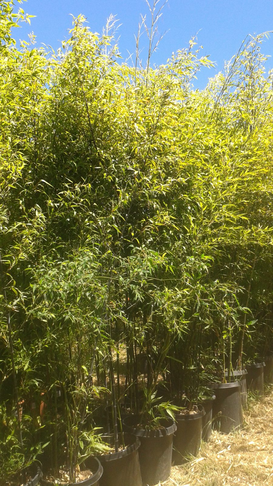 Phyllostachys nigra "Black Bamboo" PHNF Bamboo Sourcery Nursery