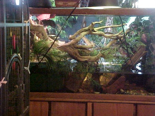 VIVARIUMS RAIN/WOOD BambooZoo