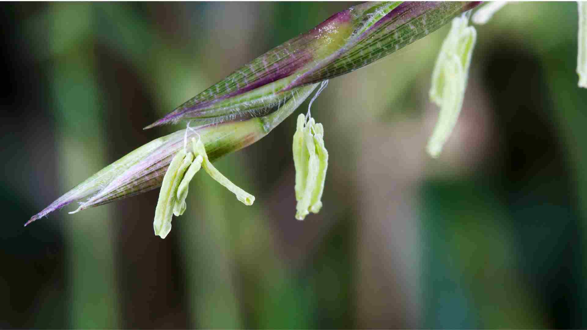 Bamboo Flowering A botanical phenomenon Bambu Batu