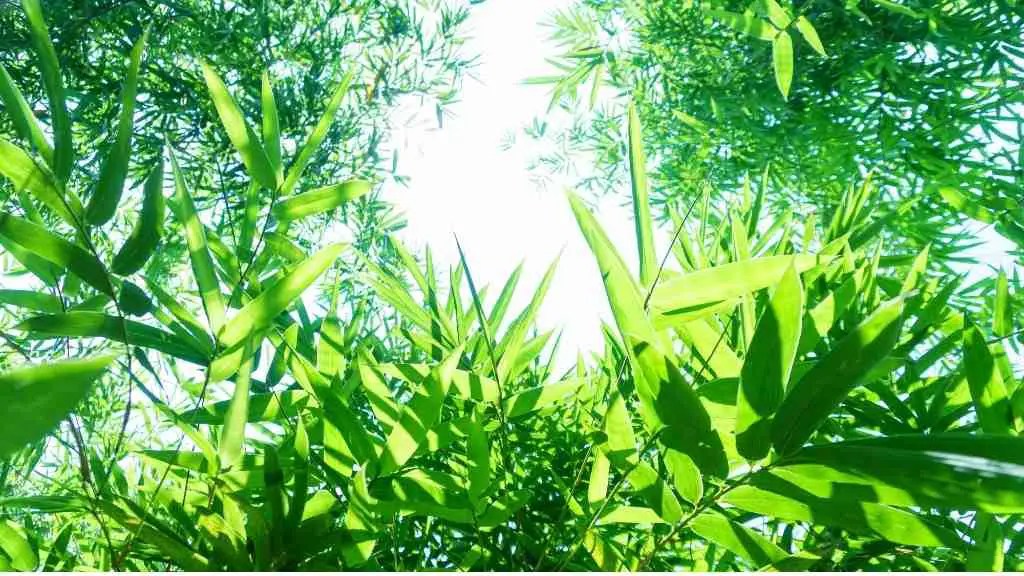 What's the most popular variety of bamboo? Bambu Batu