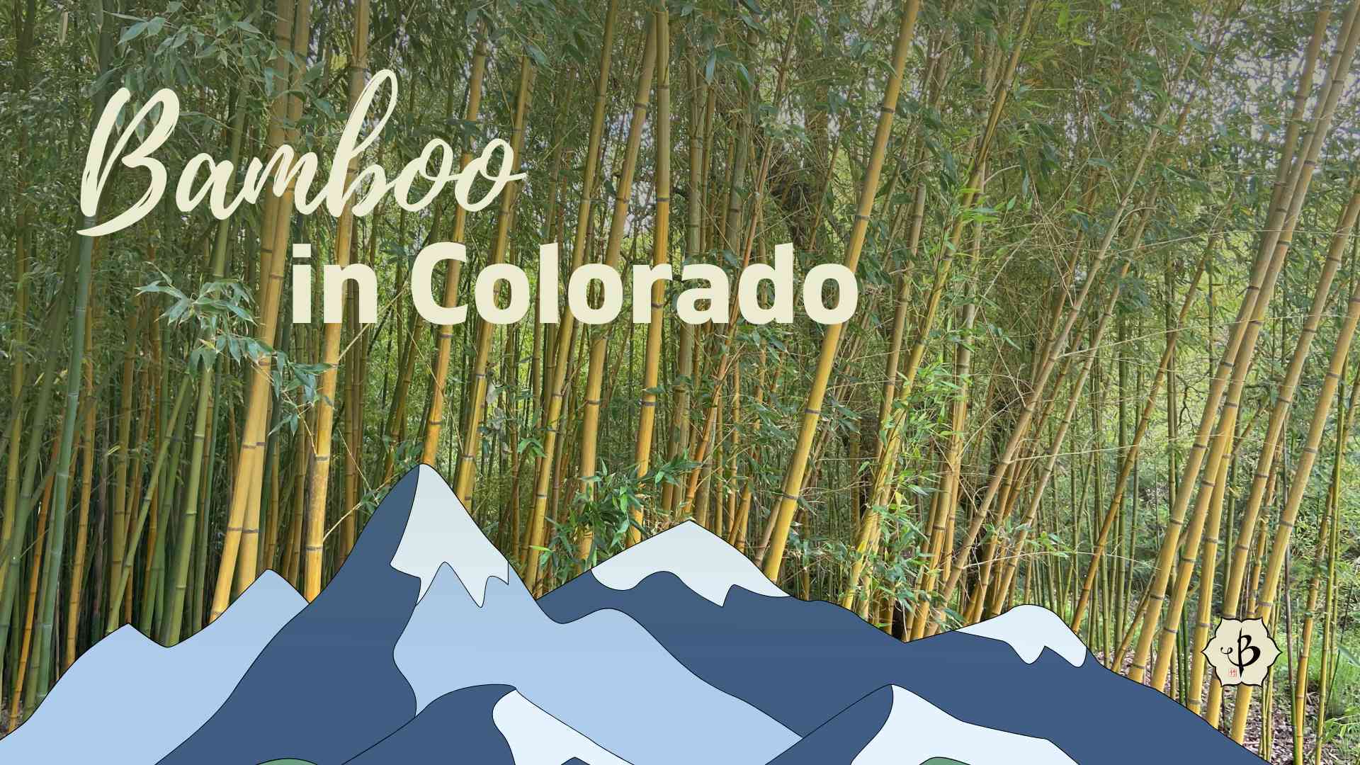 Growing bamboo in Colorado Bambu Batu