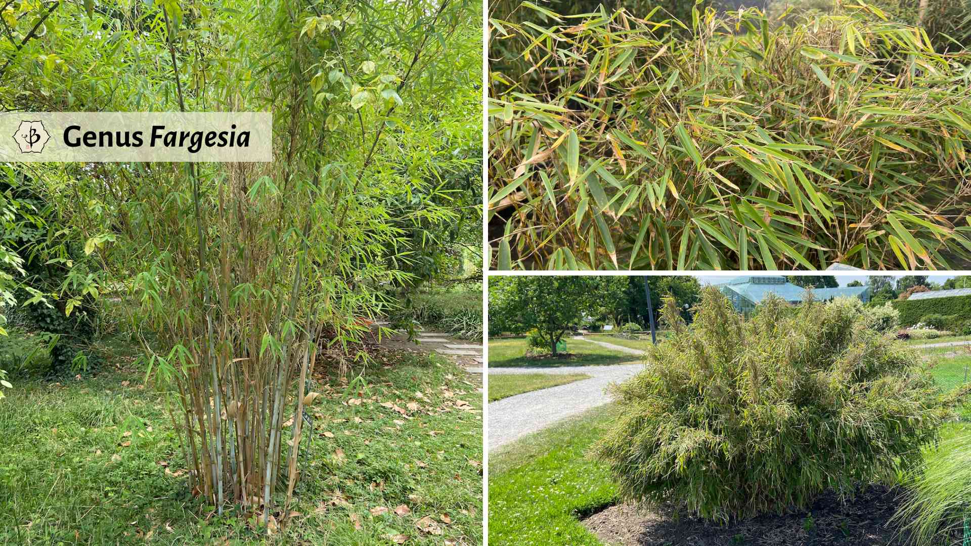 Genus Fargesia Clumping bamboo for cold climates Bambu Batu