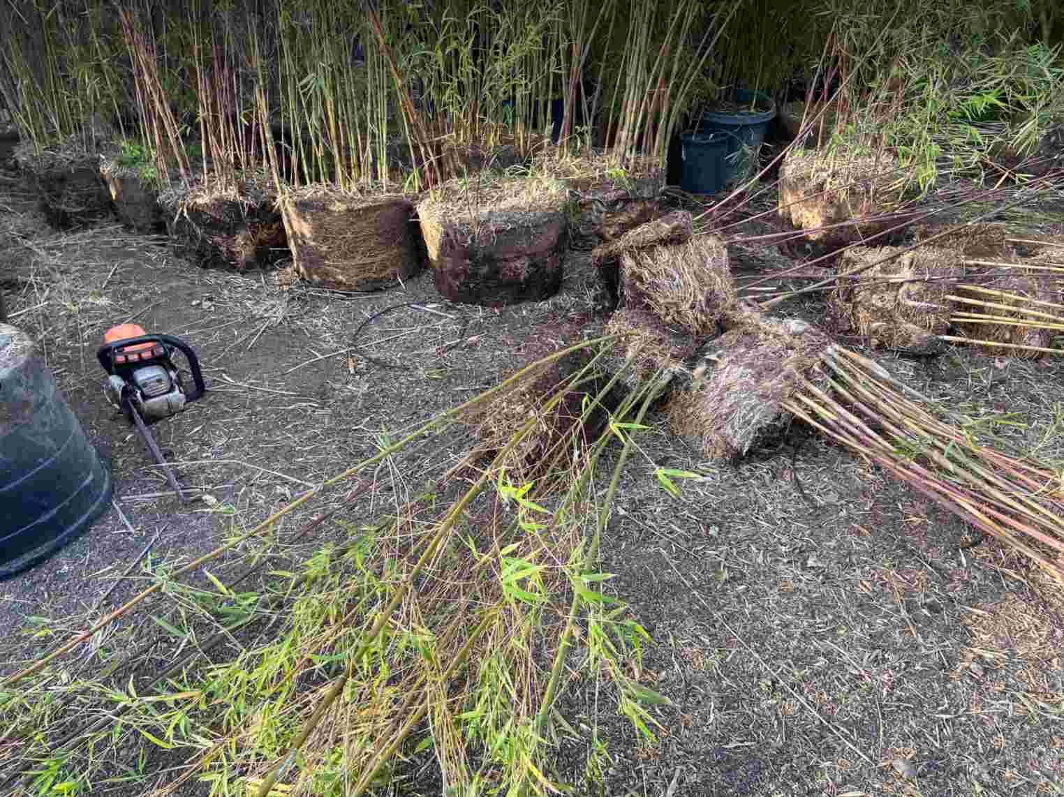 Repotting your bamboo Transplants and divisions Bambu Batu