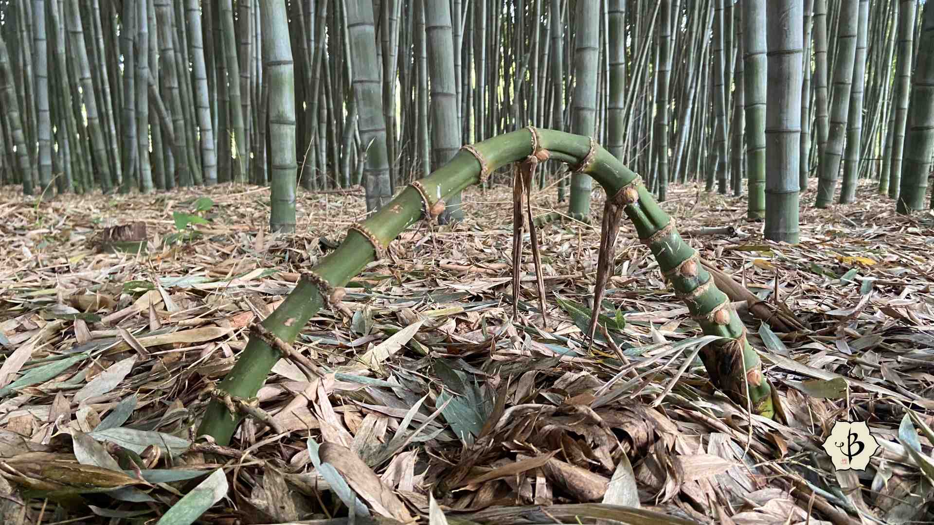 Running bamboo Why must you run? Bambu Batu