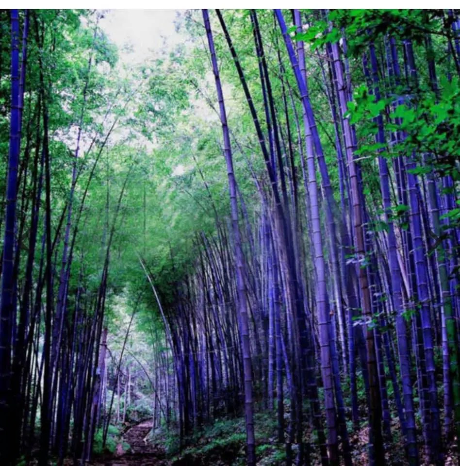 Purple Bamboo An online phenomenon Bambu Batu