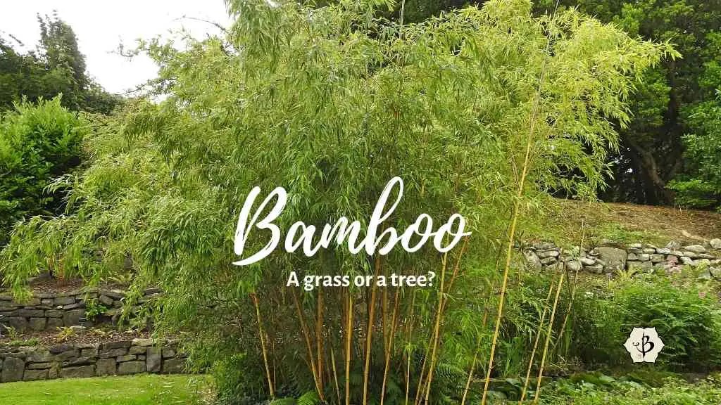 Bamboo A tree or a grass? Bambu Batu