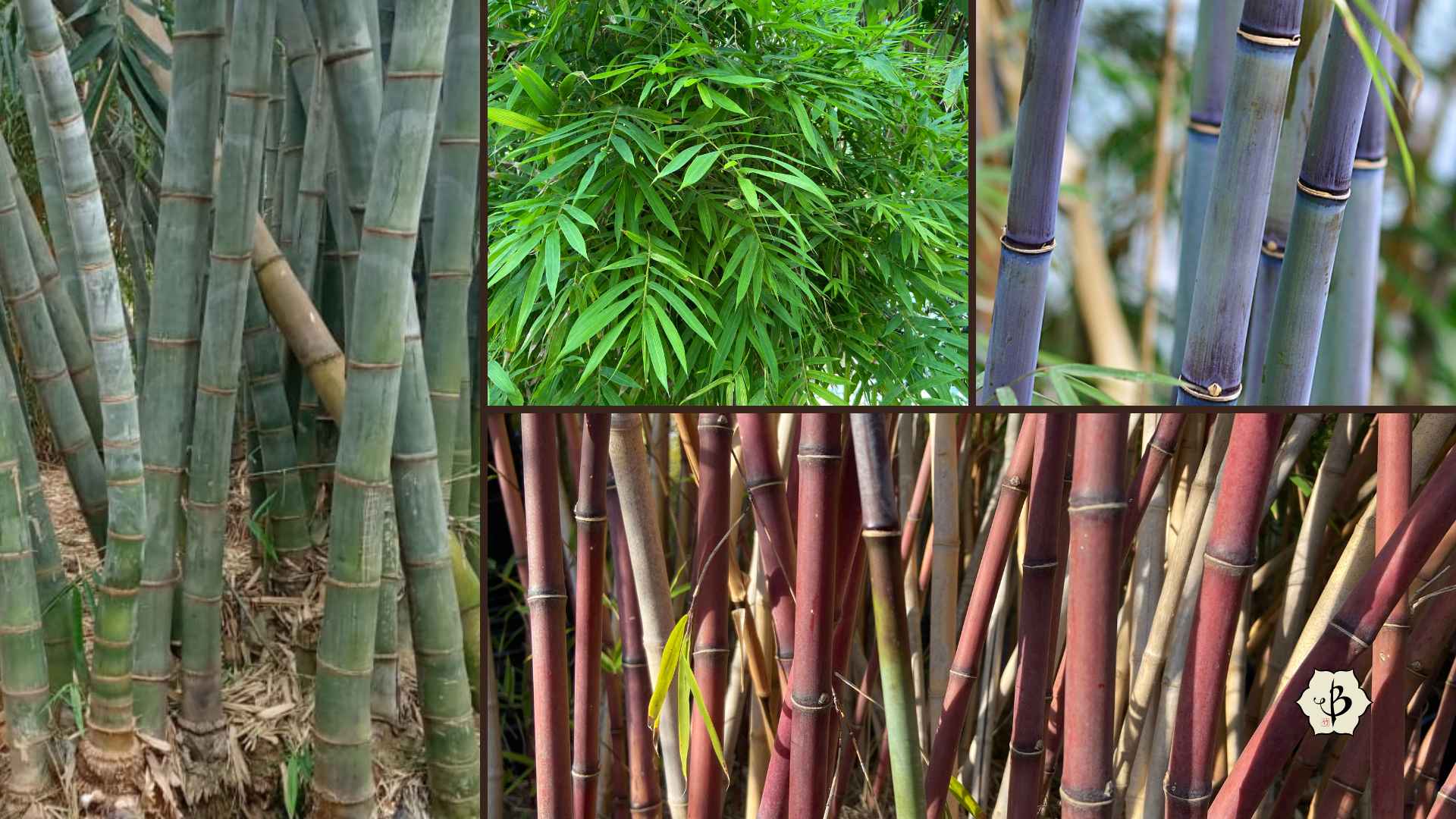 How many species of bamboo are there? Bambu Batu