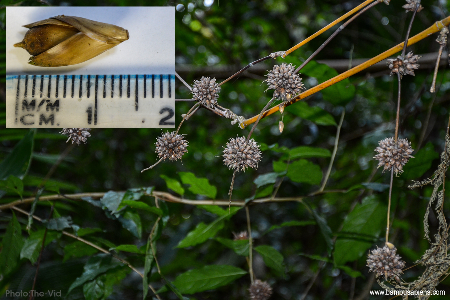 A rah – Bambu Sapiens