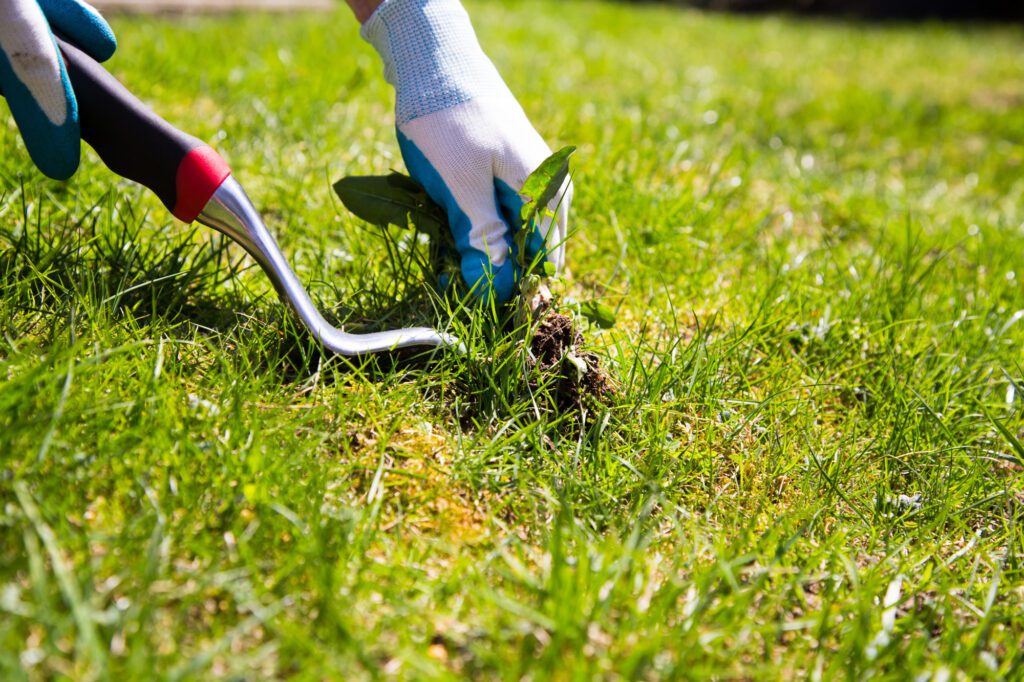How to Choose the Best Weed Control Service Bams Landscaping