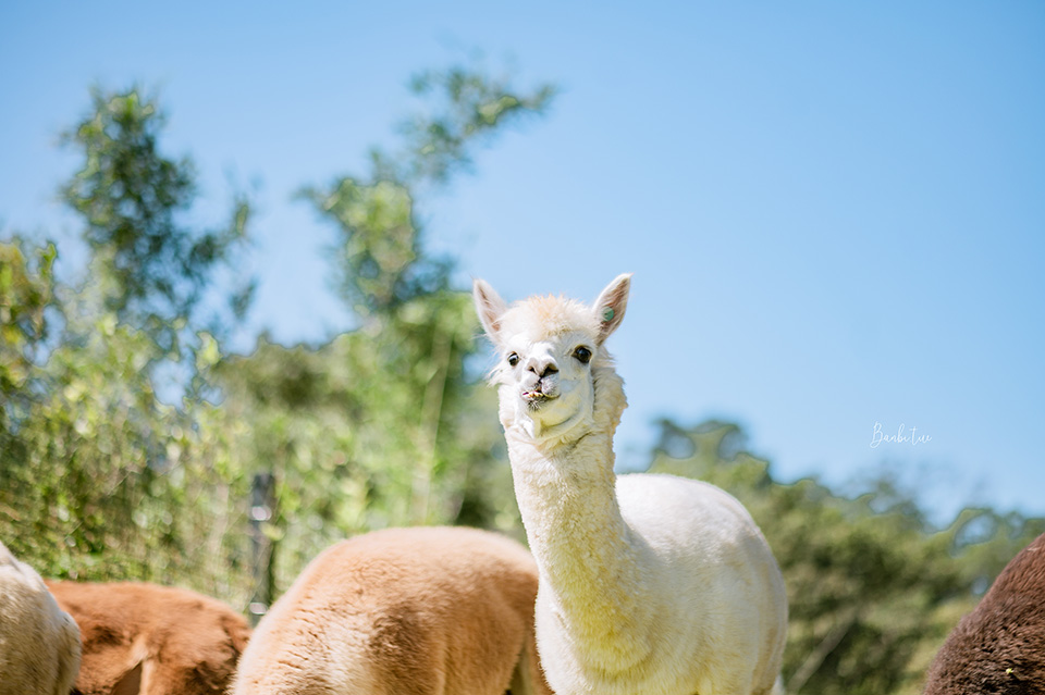 新竹綠世界生態農場：羊駝散步、鵜鶘餵食秀、動物生態解說，玩到不想回家