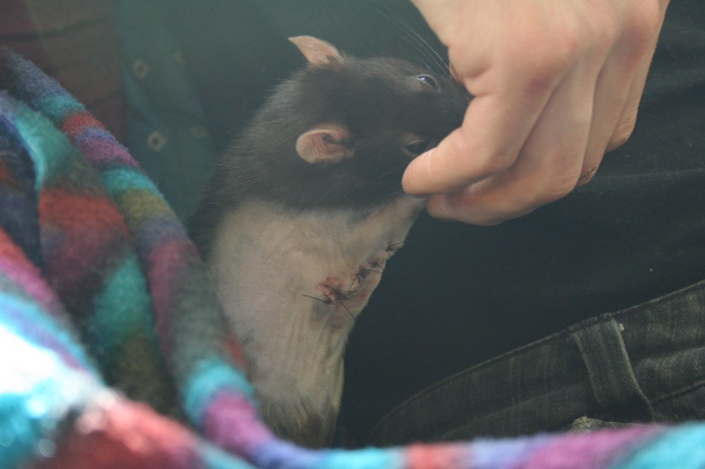 Erebus’s First Tumor Removal Bandit&#039;s House