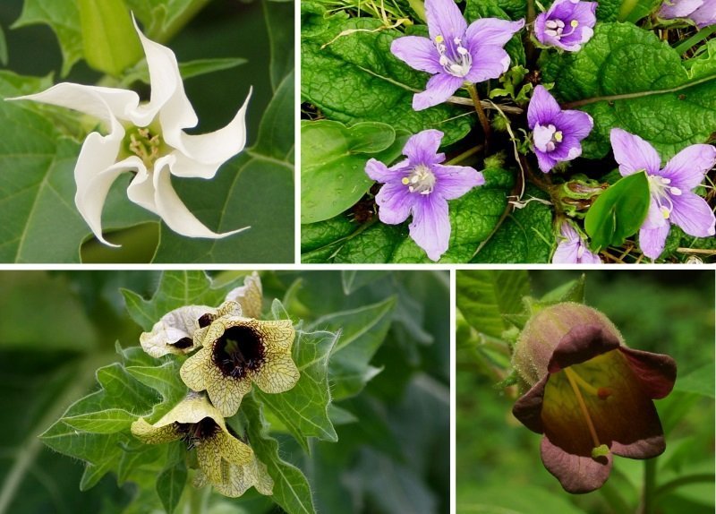 Witch Flight Flower Essence Bane Folk