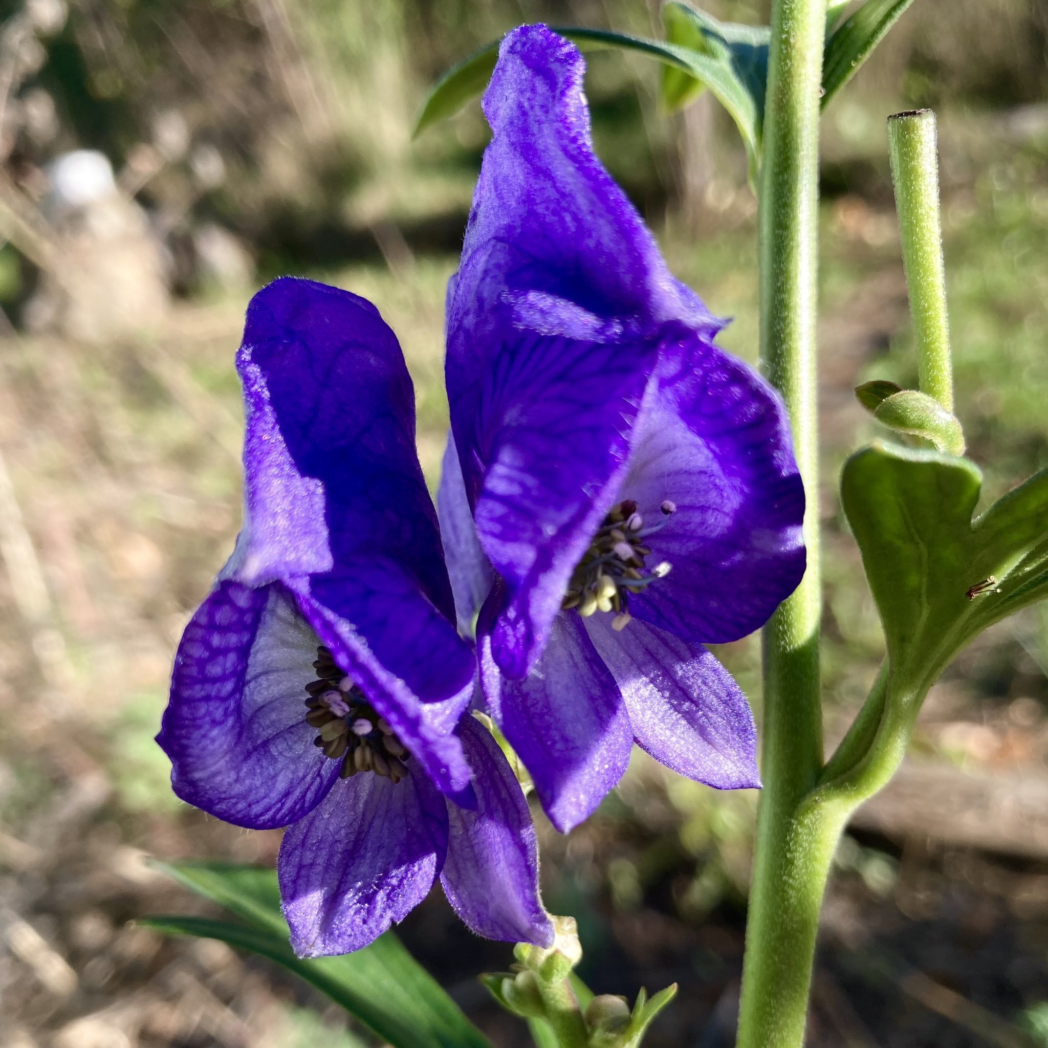 Wolfsbane Flower Essence Bane Folk