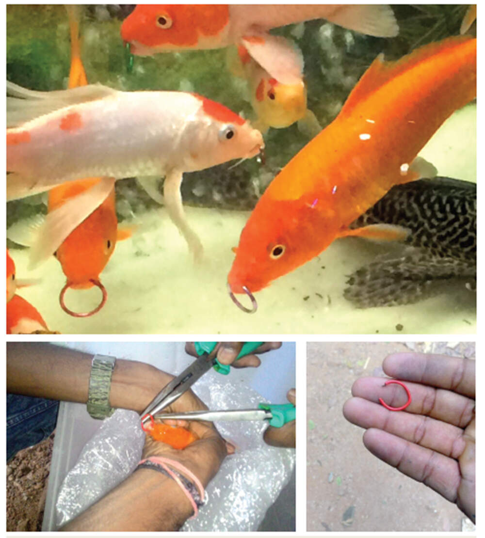 Fish with ‘nose rings’ rescued in Rajarajeswari Nagar