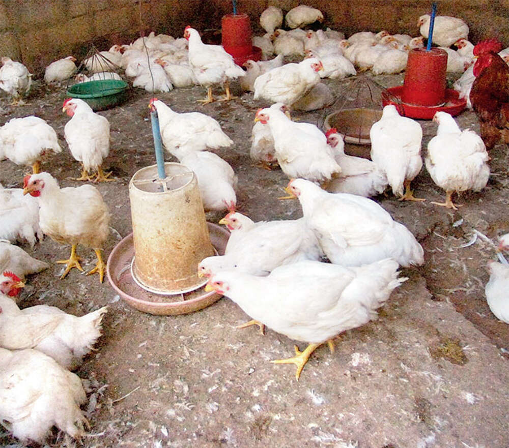 Study finds highly drugresistant bug in poultry that can lead to liver