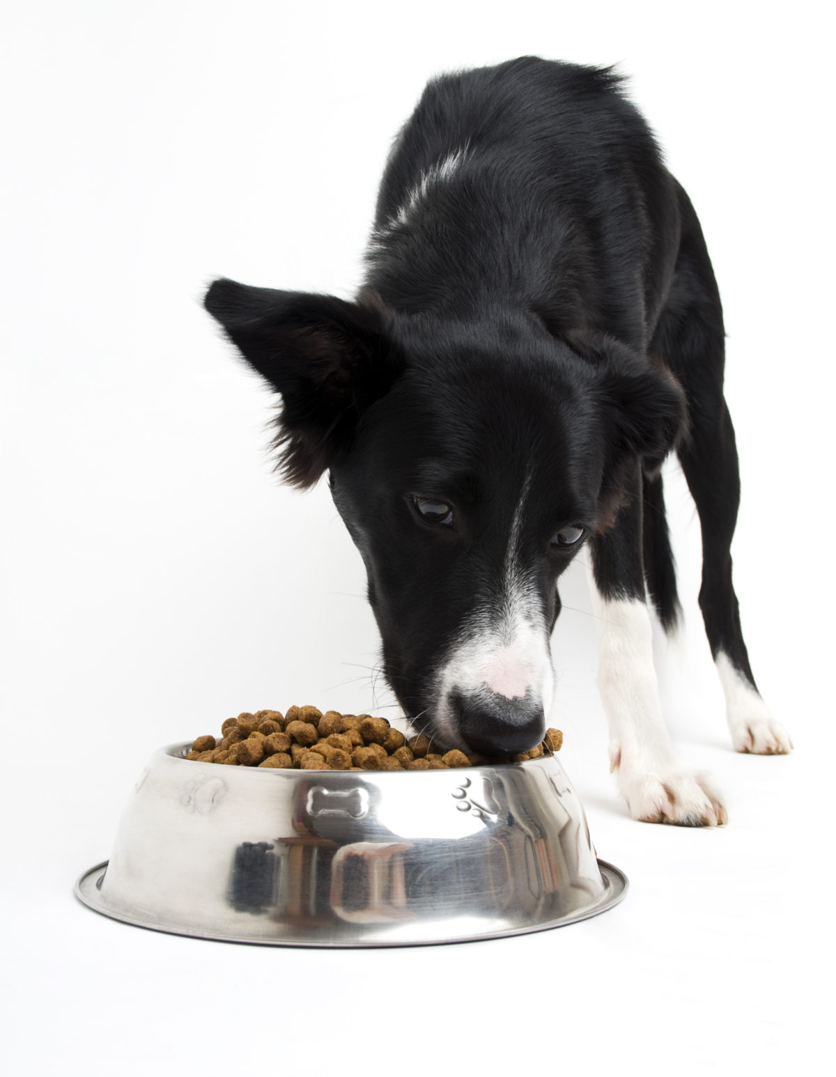Nutrition Beverly Animal Natural Health Center