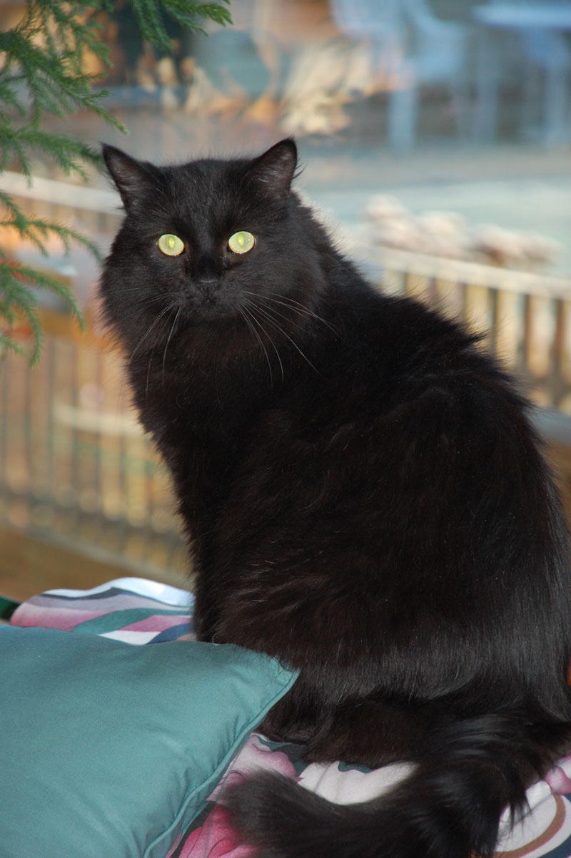 Our Pet Gallery Beverly Animal Natural Health Center