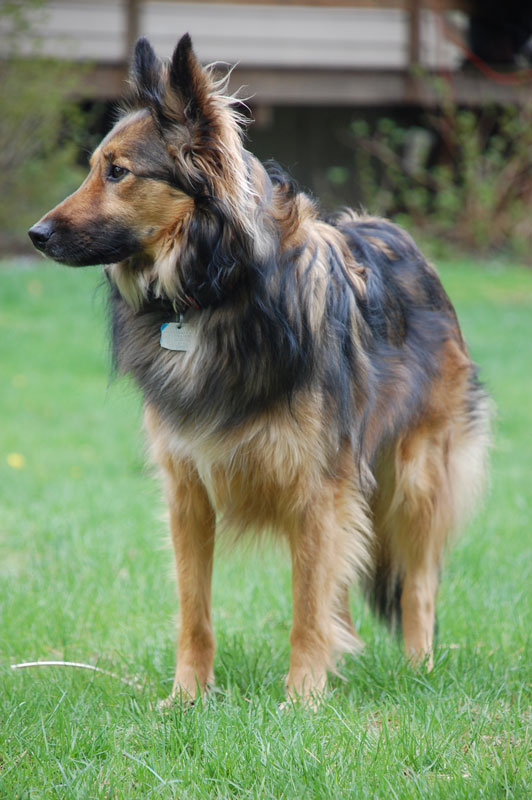 Our Pet Gallery Beverly Animal Natural Health Center