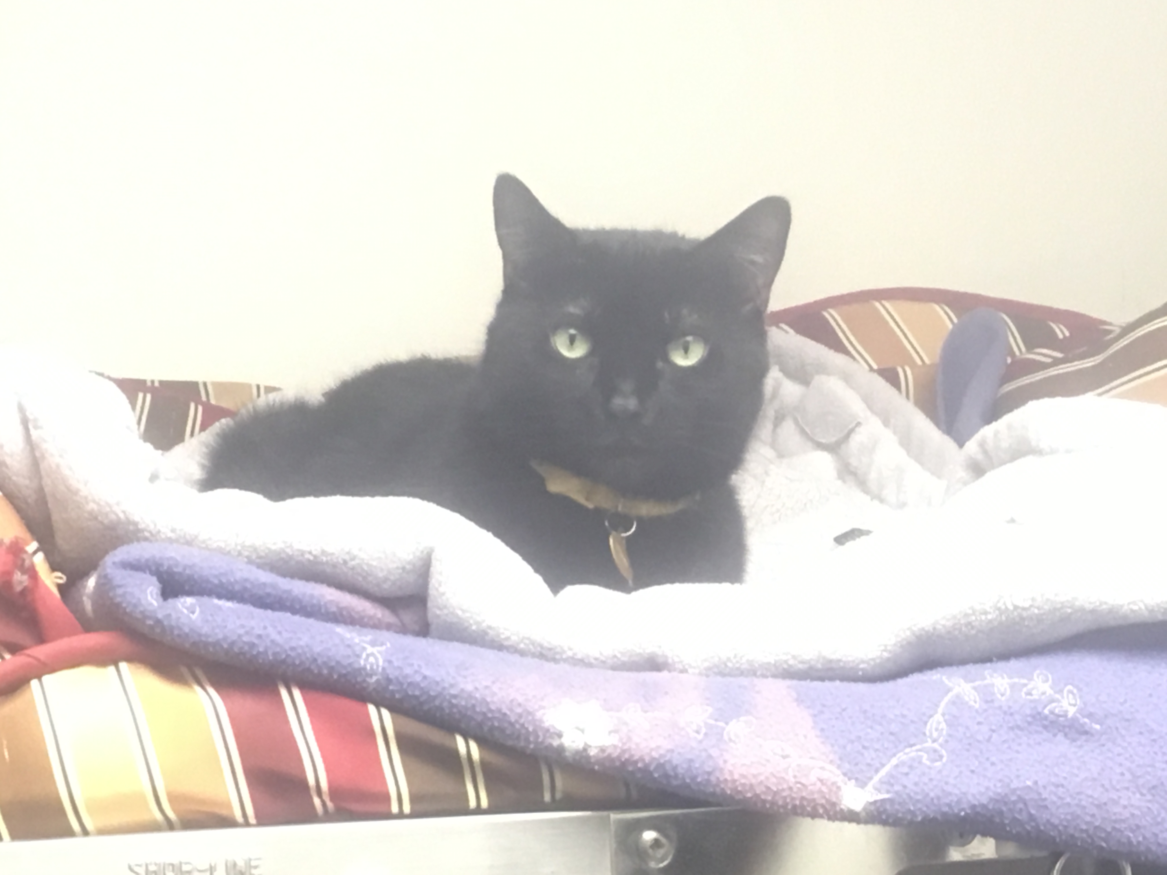 November Newsletter 2016 Beverly Animal Natural Health Center