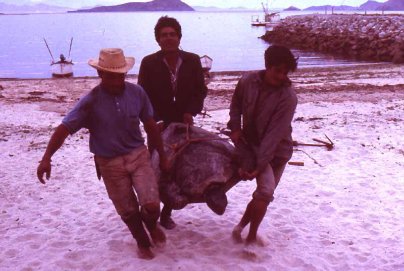 BajaNomad Mulege high tides Powered by XMB