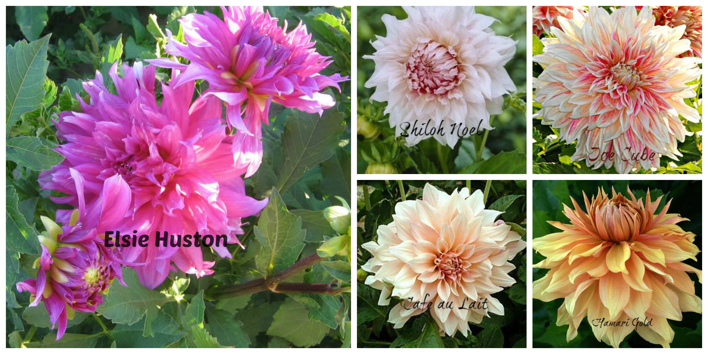 TOP FIVE HIGH TUNNEL GROWN DAHLIAS Field of Dahlias by Banner Flower Farm
