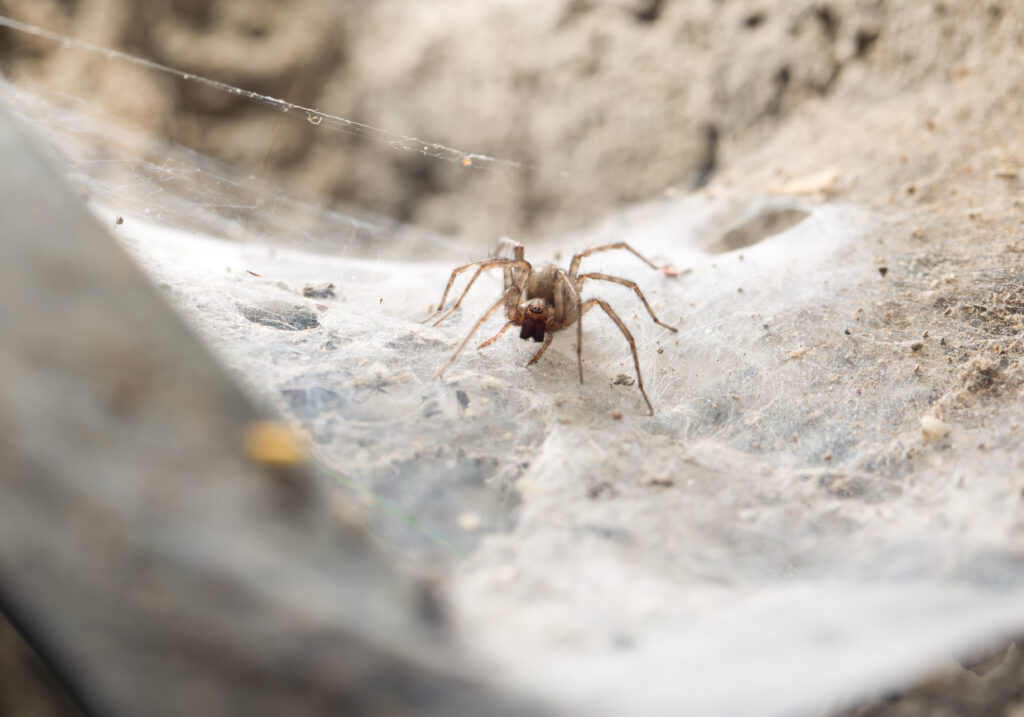 Battling Basement Spiders The Ultimate Guide Banner Pest Services