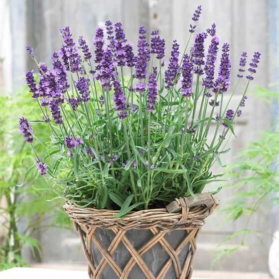 3 Wonderful Indoor Plants That Are Good For You