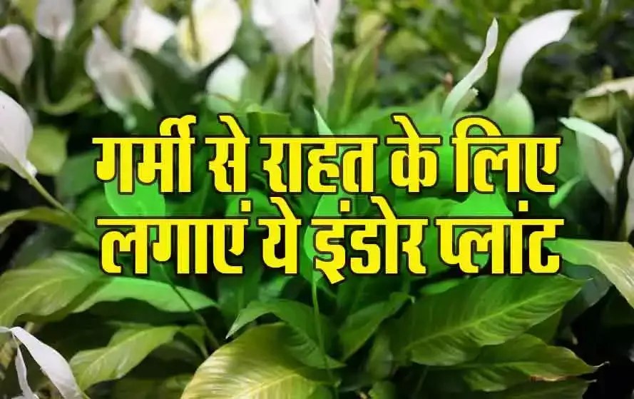 Summer Tips Room को Cooling करने में मदद करेंगे ये Indoor Plant