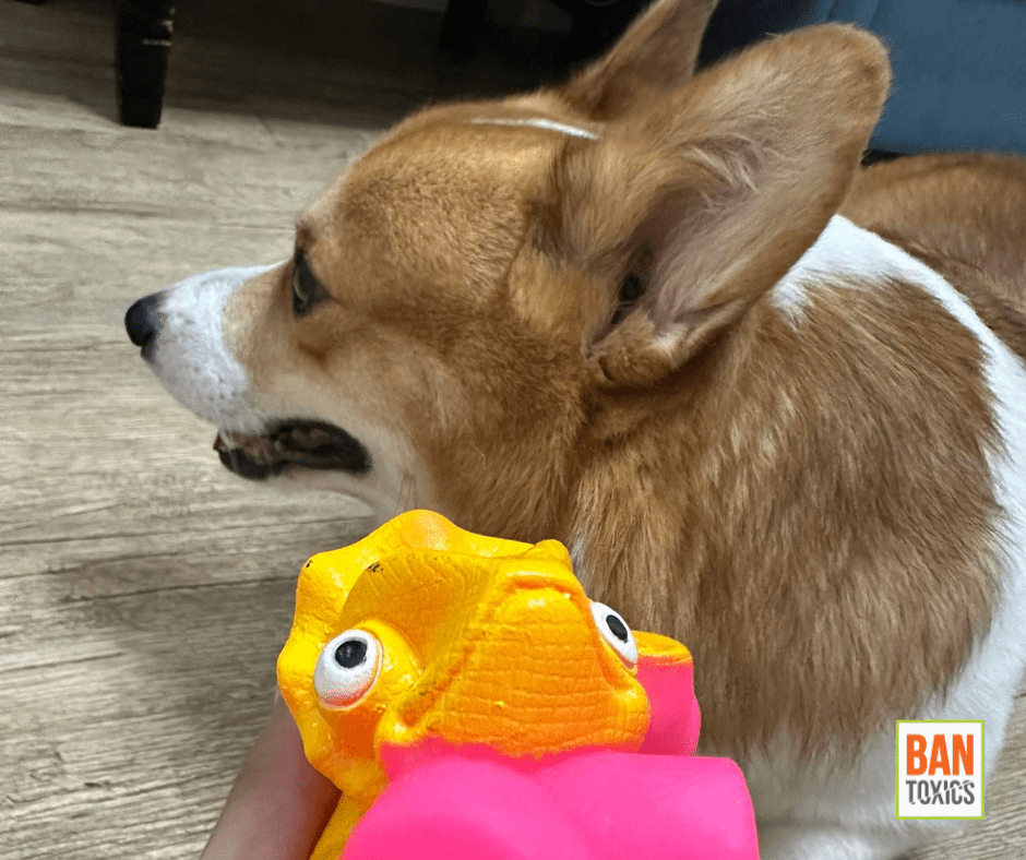 “SQUEAKY PLASTIC TOYS IS TOXIC TO PETS TOO,” says BAN Toxics BAN Toxics