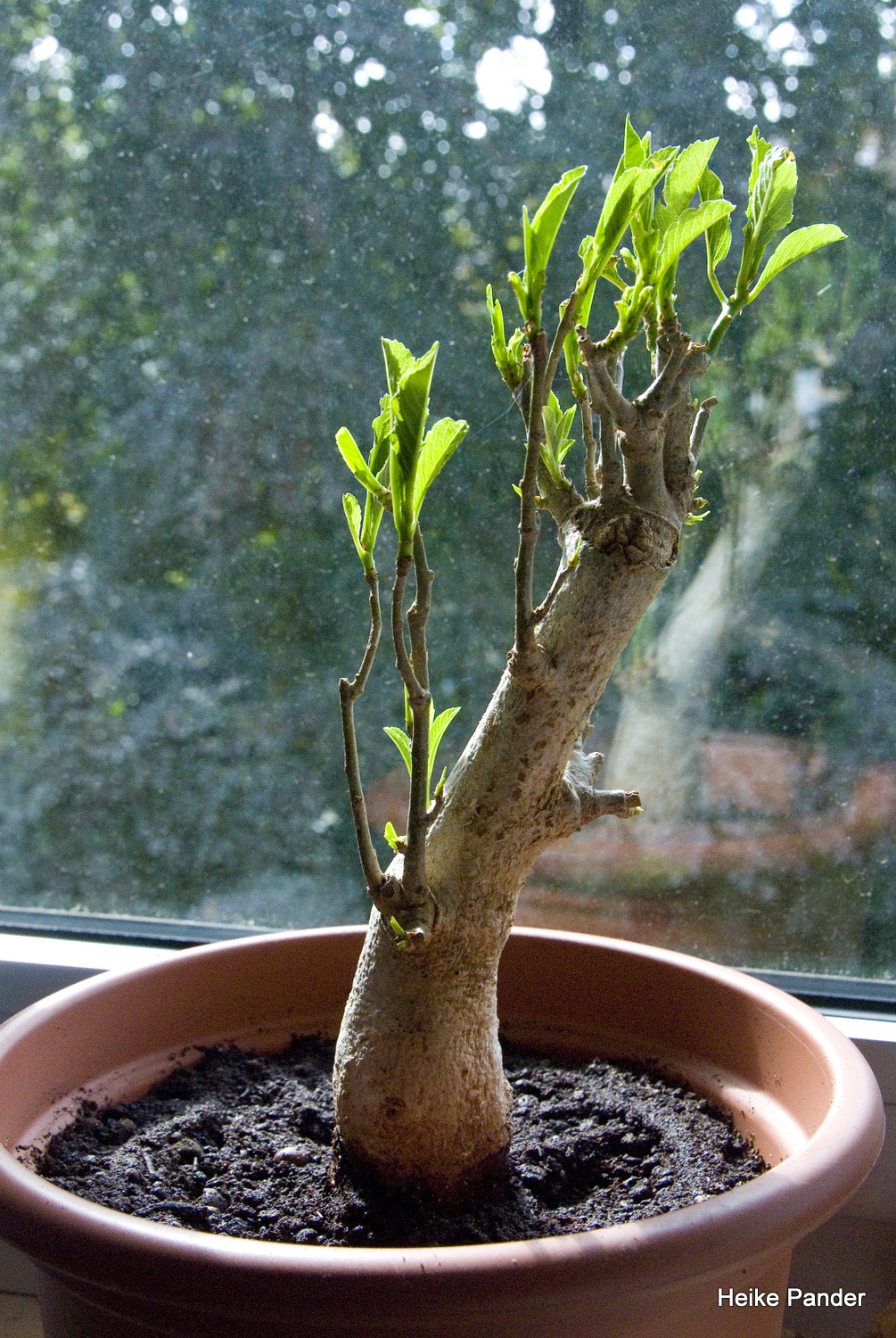 DSC_0042 Baobab