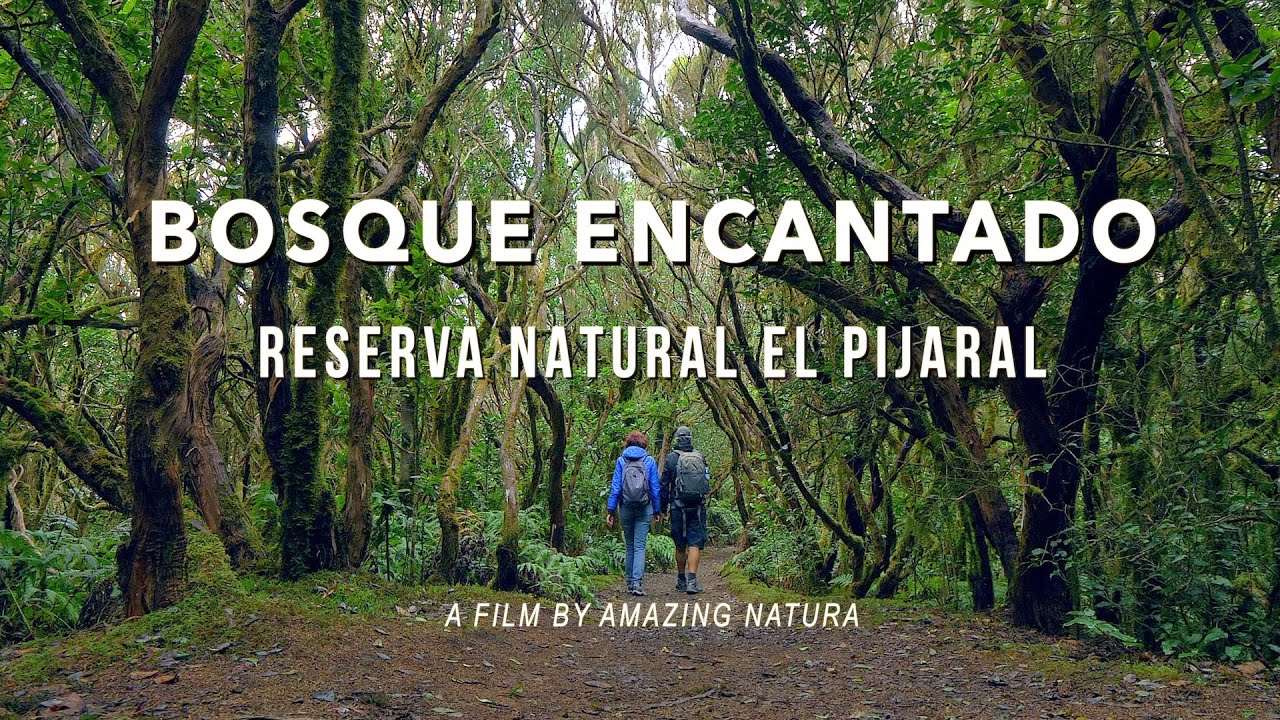 Explora el Fascinante Bosque Encantado de Noja ¡Imperdible! Baphala
