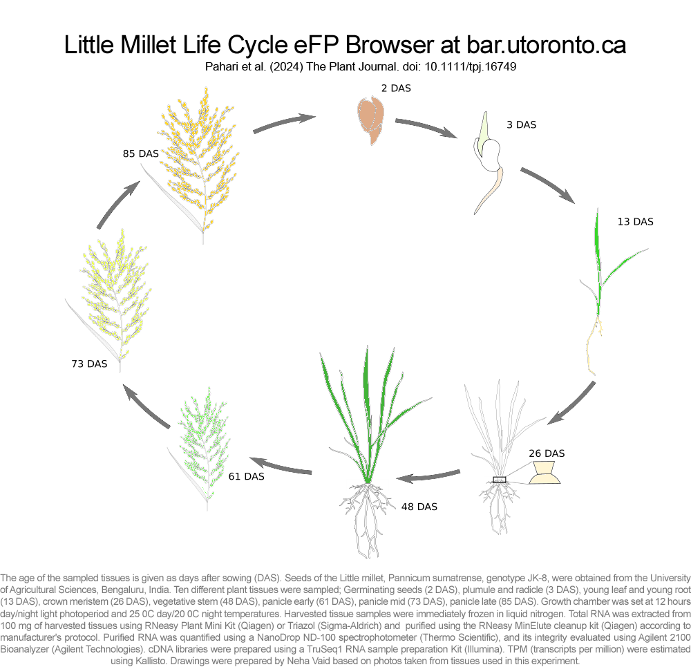 Life Cycle Of Millet