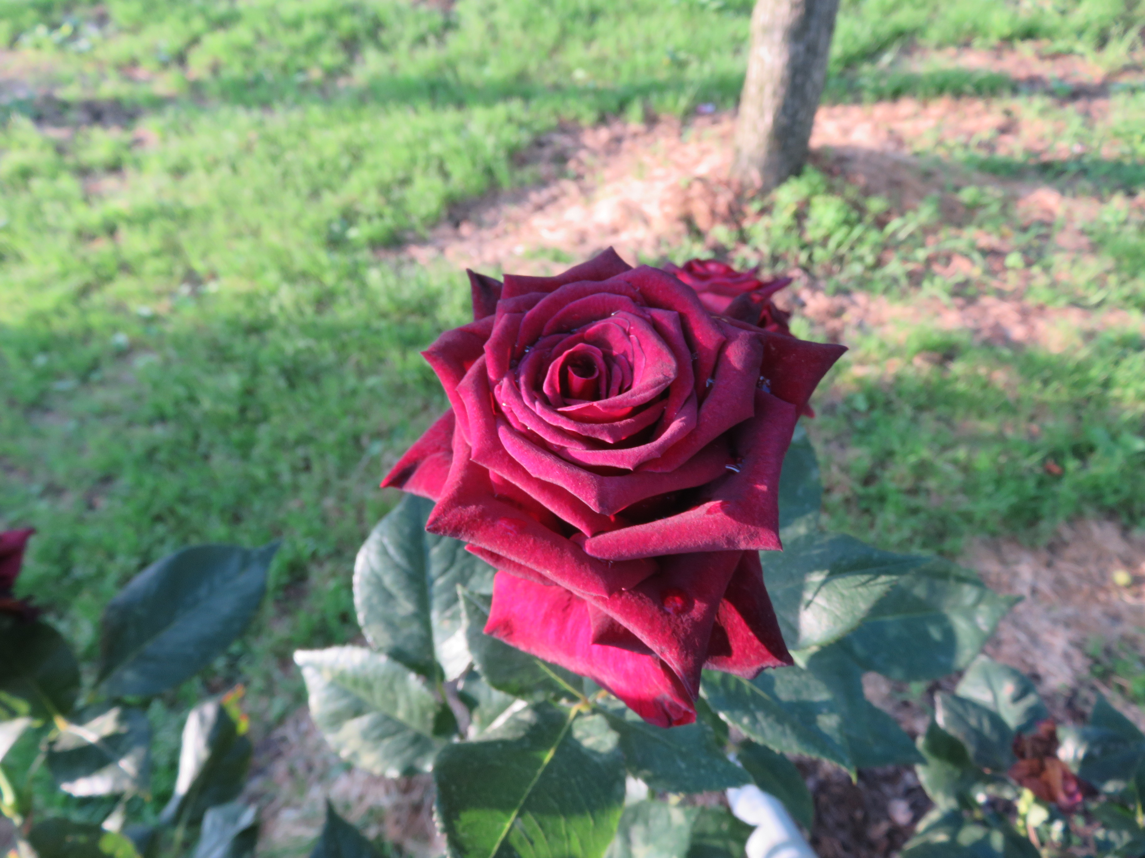 6 10 バラのベストショットに挑戦 佐藤梨園のローズガーデン Rose Garden Of The Sato Pear Orchard