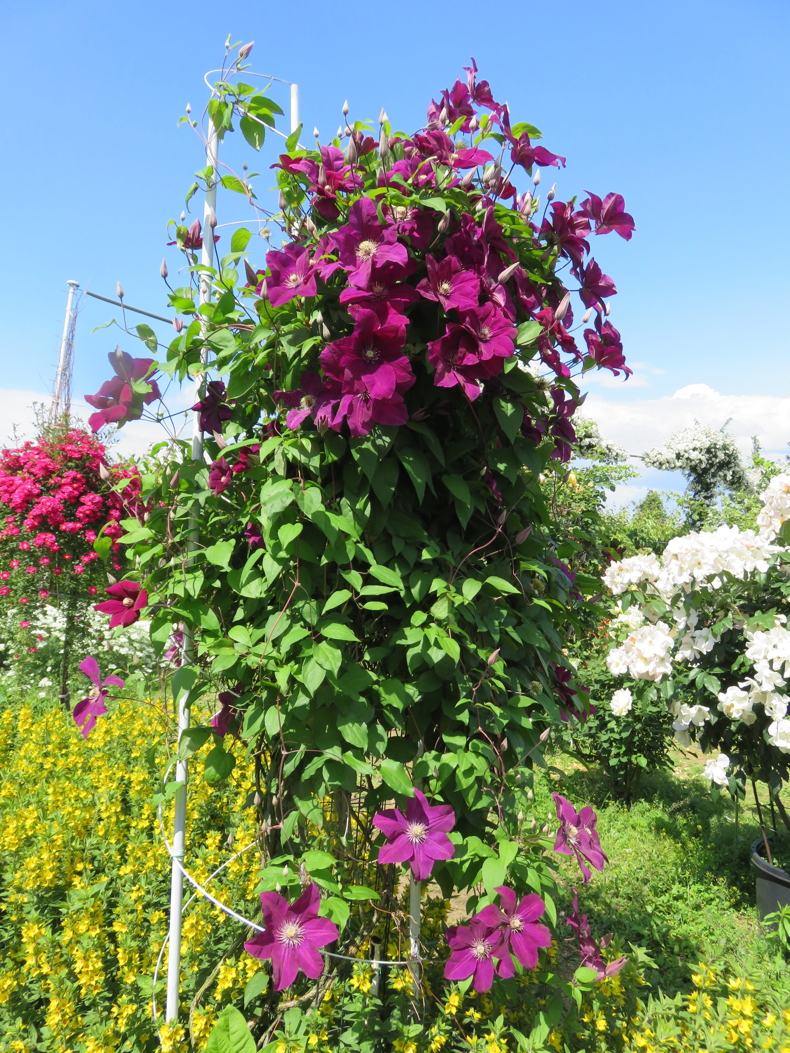 6 12 クレマチス 佐藤梨園のローズガーデン Rose Garden Of The Sato Pear Orchard