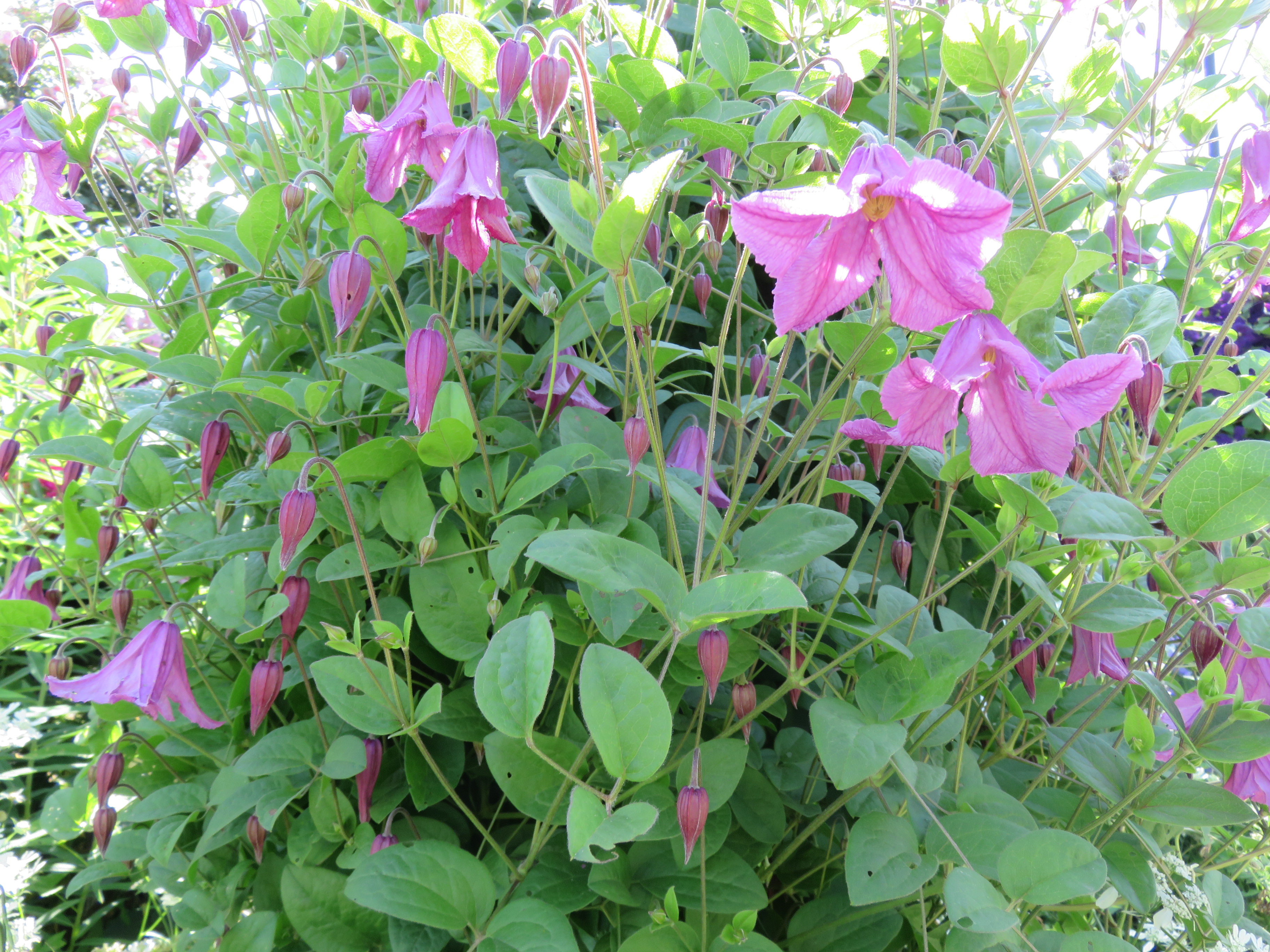 6 12 クレマチス 佐藤梨園のローズガーデン Rose Garden Of The Sato Pear Orchard
