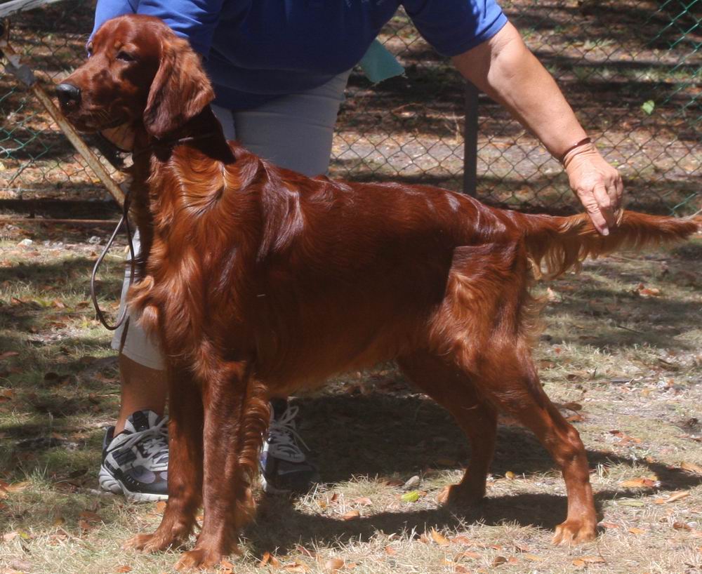 Irish_Setter_March Dogs In Barbados