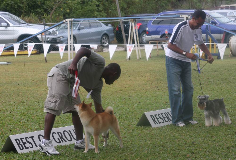 utilitygroup Dogs In Barbados