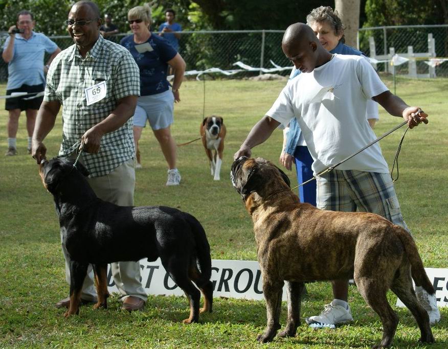 Valerie Foss judges The Barbados Kennel Club's first All Breeds