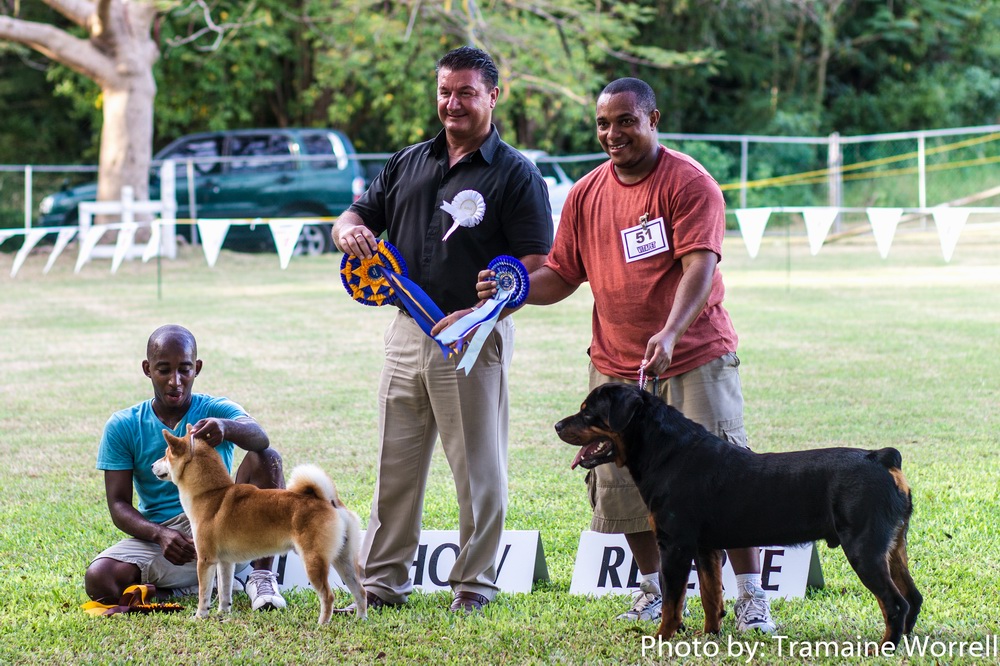 November Dog Show winners Dogs In Barbados