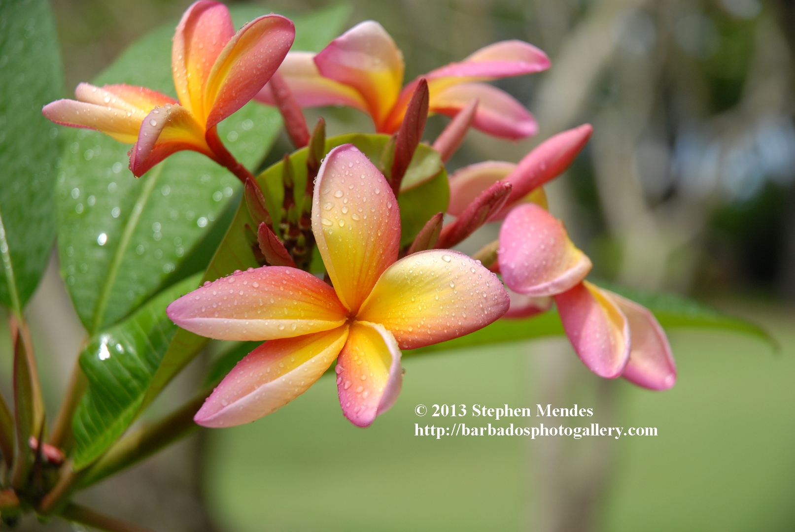 Barbados Photo Gallery Barbados Flowers