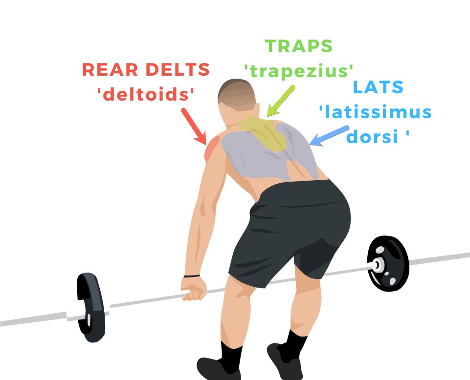 Barbell Row Form Learn The Barbell Row Proper Form Barbell Academy